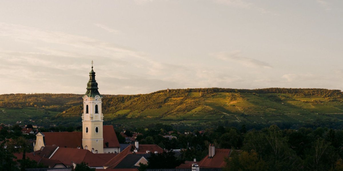 画像8: グリュナー ベルトリーナー レス（白ワイン オーストリア　ヒードラー ） (8)