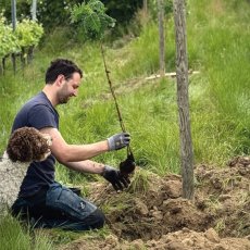 画像4: ガイヤーホフ グリューナー・ヴェルトリーナー ホフステュディエン（白ワイン オーストリア　ガイヤーホフ ） (4)