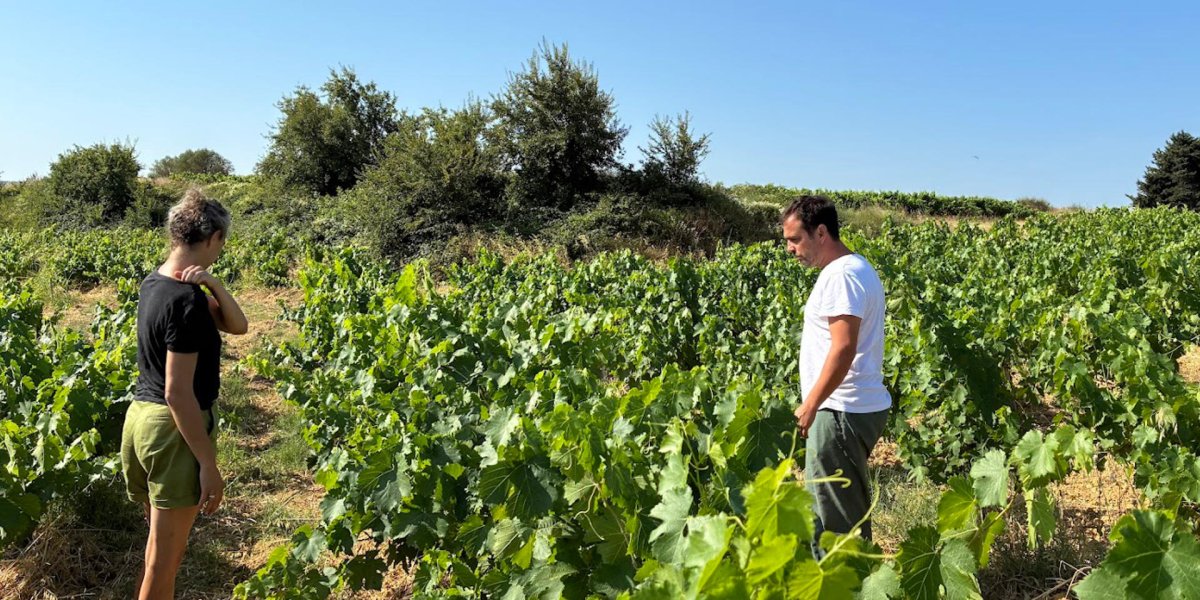 画像8: ラ・プティット・ペペ・ブラン（白ワイン フランス ラングドック　ドメーヌ・レスカルポレット） (8)