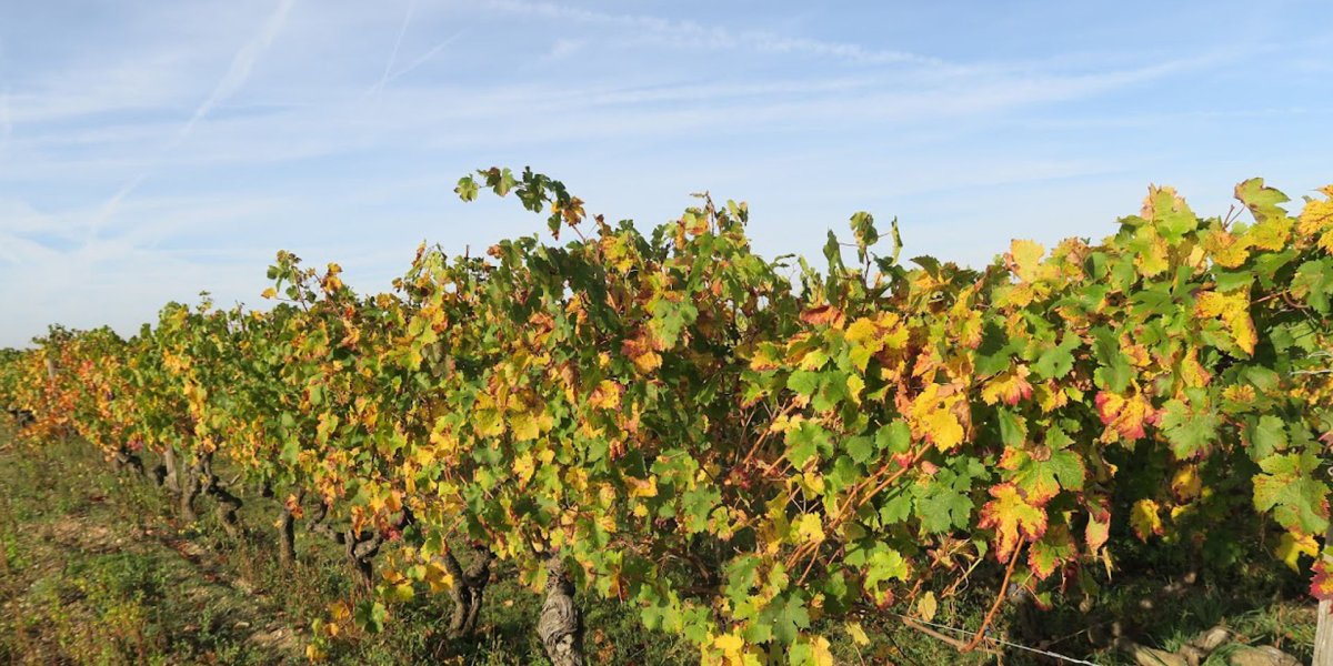 画像8: トビー ベインブリッジ ルージュ オー レーヴレ（赤ワイン フランス ロワール　トビー ベインブリッジ） (8)