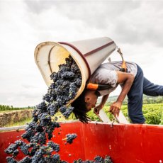 画像5: カンタン ジャノ ブルゴーニュ ピノ ノワール （赤ワイン フランス ブルゴーニュ） (5)