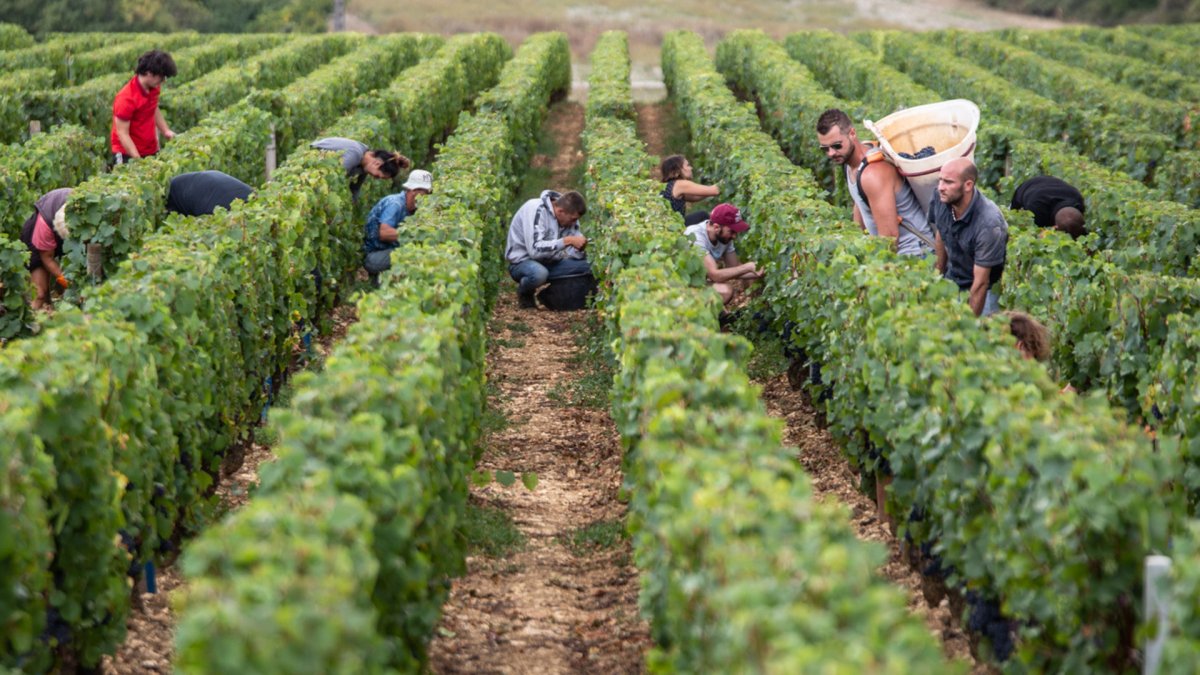 画像6: カンタン ジャノ ブルゴーニュ ピノ ノワール （赤ワイン フランス ブルゴーニュ） (6)