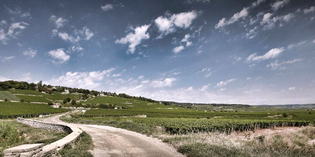 画像8: メゾン シャンピー　ブルゴーニュ アリゴテ（白ワイン フランス ブルゴーニュ　メゾン シャンピー） (8)