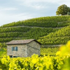 画像6: クローズ エルミタージュ ドメーヌ ド タラベール（赤ワイン フランス コート・デュ・ローヌ　ドメーヌ ポール ジャブレ エネ) (6)