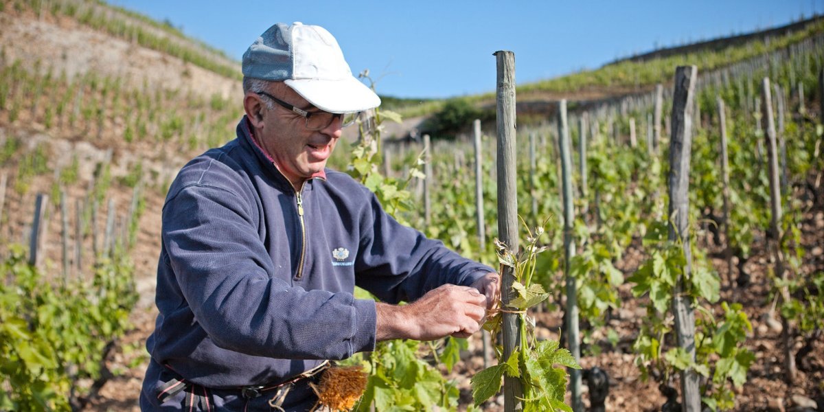 画像8: クローズ エルミタージュ ドメーヌ ド タラベール（赤ワイン フランス コート・デュ・ローヌ　ドメーヌ ポール ジャブレ エネ) (8)