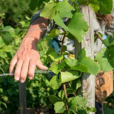 画像2: マルサネ ルージュ（赤ワイン フランス　シャトー‧ド‧マルサネ） (2)