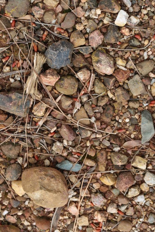 画像6: ムリニエ・トラディション (赤ワイン フランス ラングドック) (6)