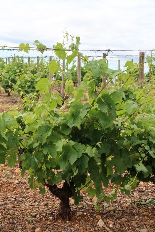 画像5: ムリニエ・トラディション (赤ワイン フランス ラングドック) (5)