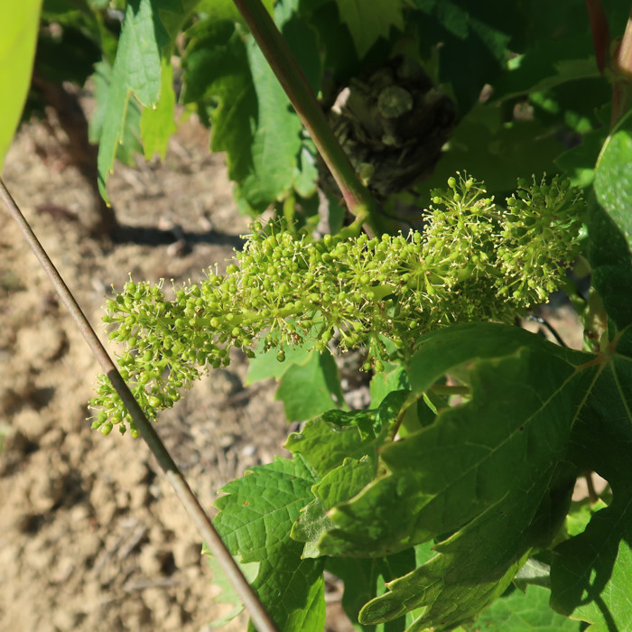 画像5: ラルジョル・ルージュ (赤ワイン フランス ラングドック) (5)