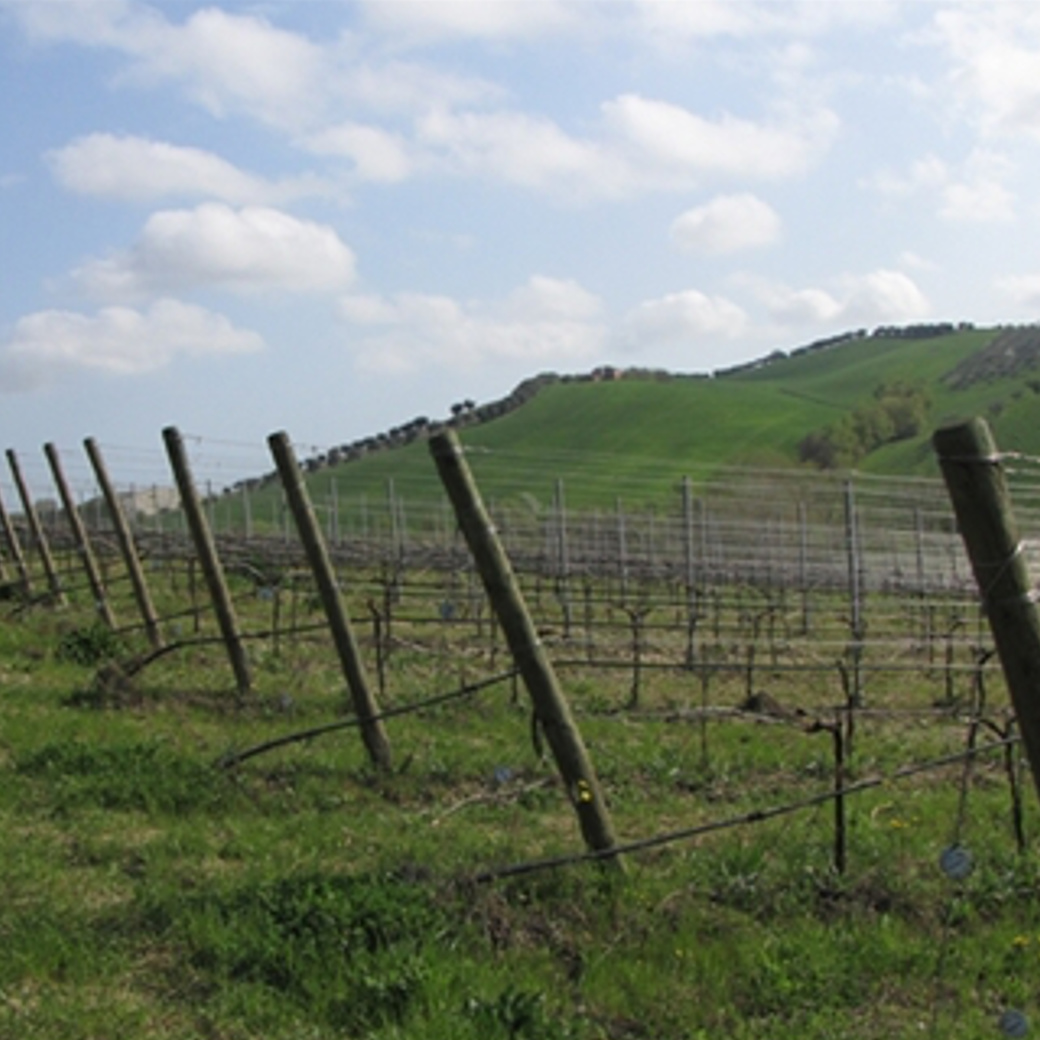 画像8: モンテプルチャーノ ダブルッツォ コッリーネ テラマーネ(赤ワイン イタリア  アブルッツォ ファンティーニ) (8)