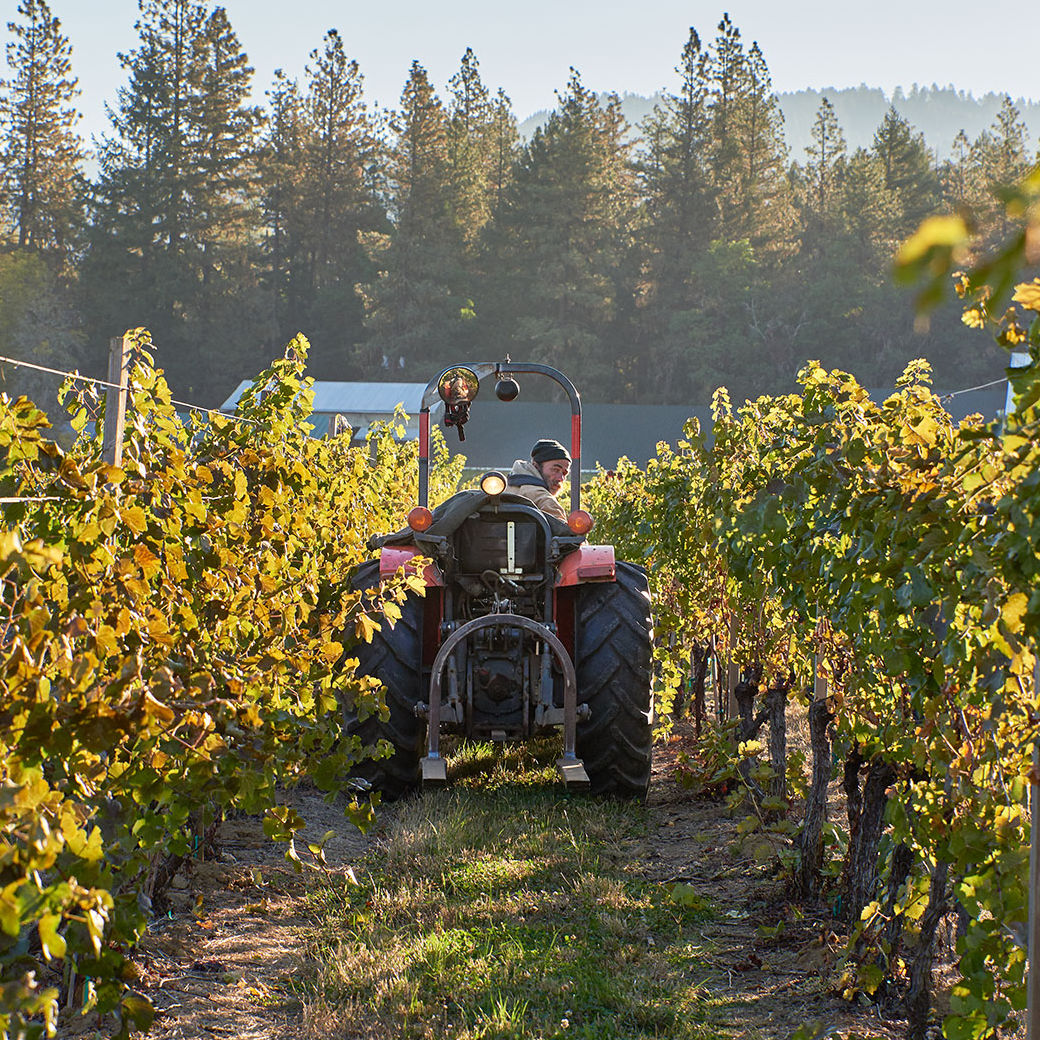 フォリス・ヴィンヤーズ